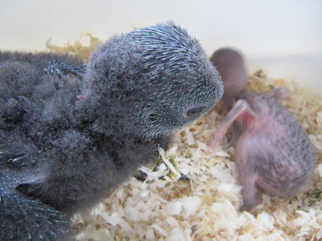 image010