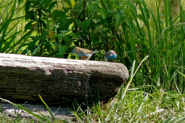 image025