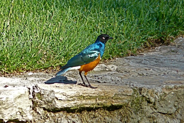 image031