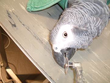 image011