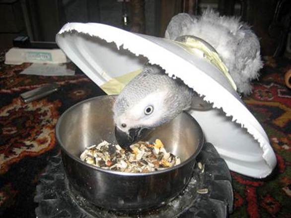 image002