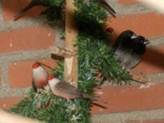 image025
