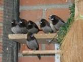 image028