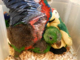image035