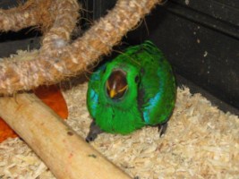 image040
