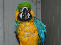 image029