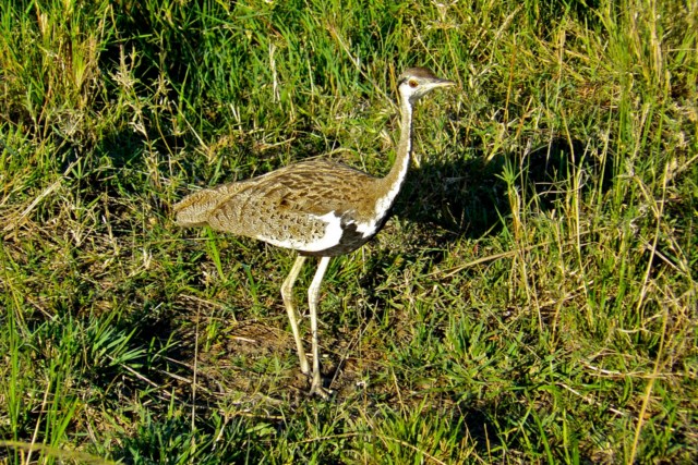 image005
