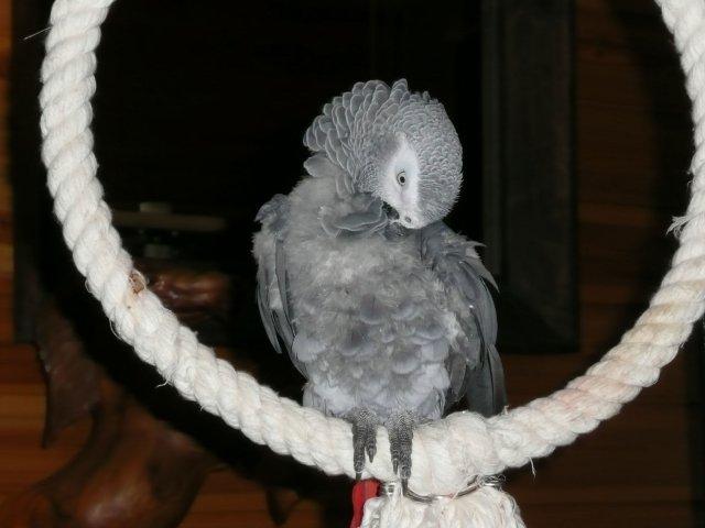 image003