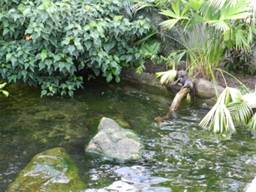 image006