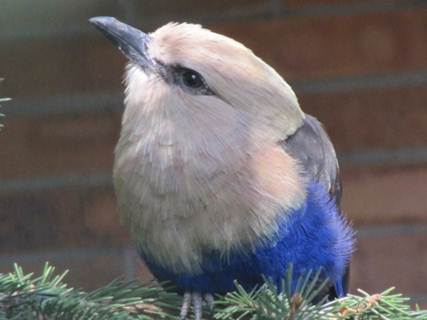 image063