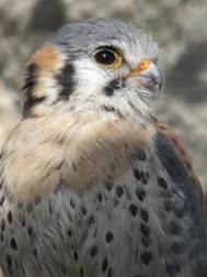 image067