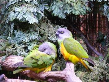 image011