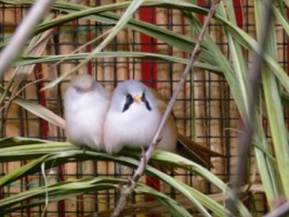 image029