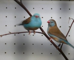 image033
