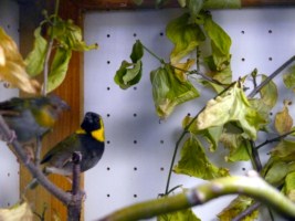 image036