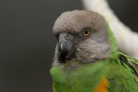image038