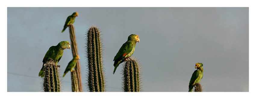 Echo Bonaire Parrot Cacti Featured2