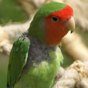 Agapornis-roseicollis
