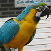 Blauwgele-ara