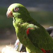 Panama-amazone
