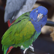Pionus-menstruus