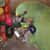 Spelen-amazone