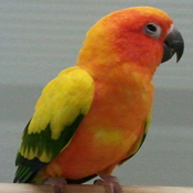 Zonparkiet